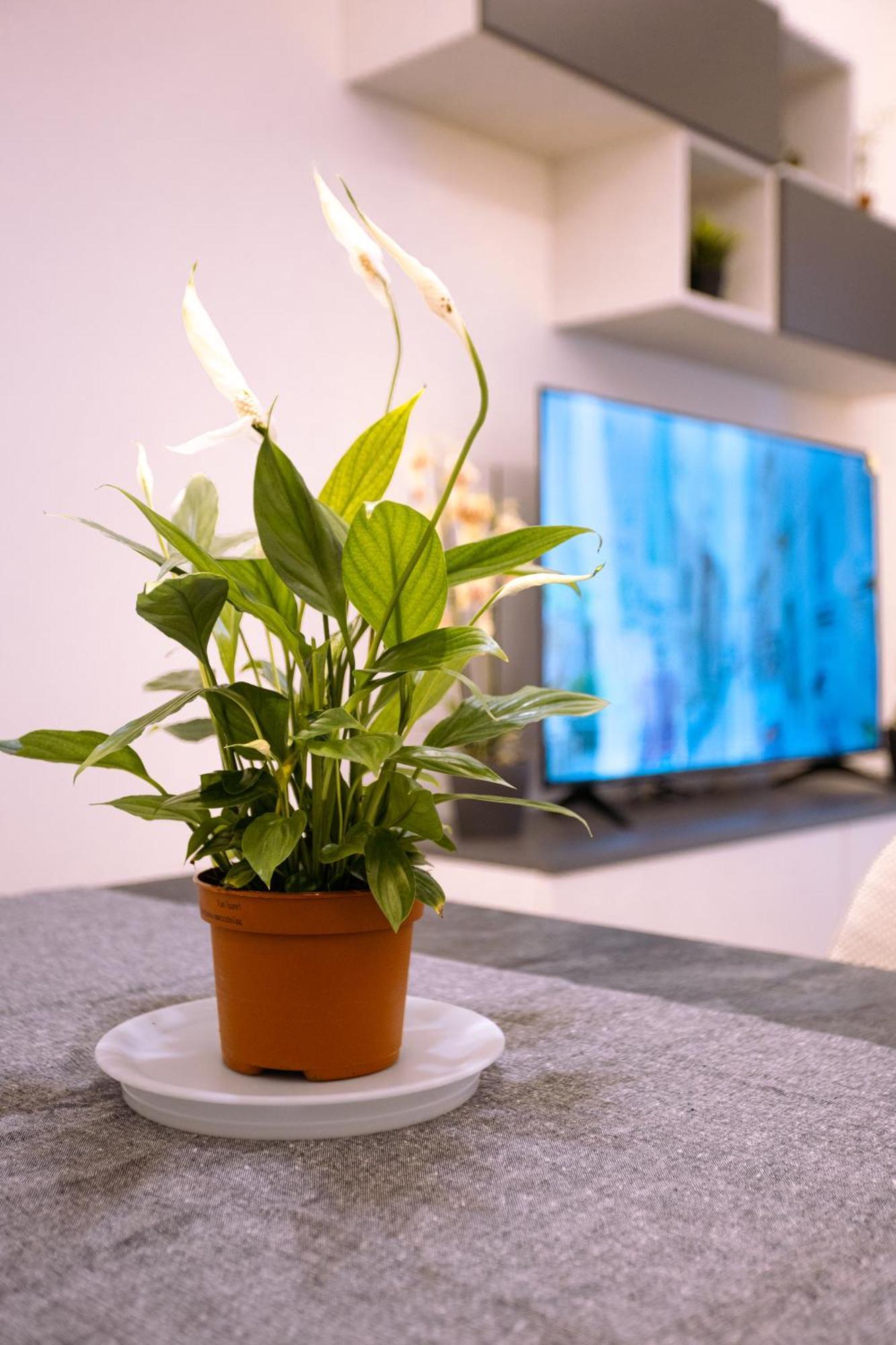 Song House Apartment Centro Storico 7 Pax เนเปิลส์ ภายนอก รูปภาพ